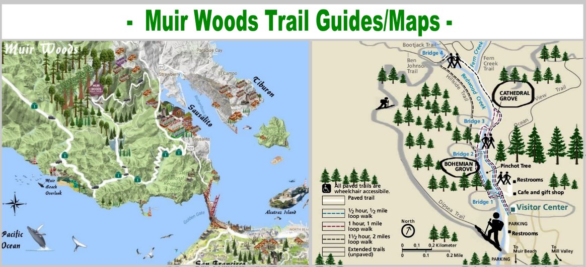 Muir-Woods-Trail-Guides-Maps-redwoods